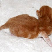 Xanthic, 3 days