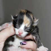 Xarina, 3 days