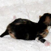 Xarina, 3 days