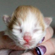 Xolotl, 3 days