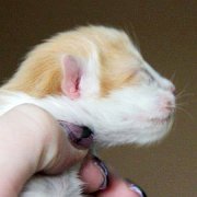 Xolotl, 3 days