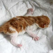 Xolotl, 3 days