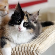 India (ex Xarina), 3 months