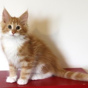 Xanthic, 3 months