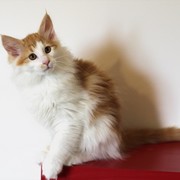 Xolotl, 3 months