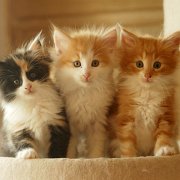 The litter, 7 weeks