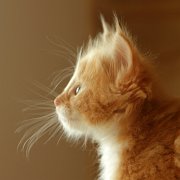 Xanthic, 7 weeks
