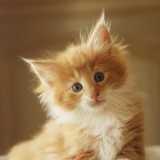 Xanthic, 7 weeks