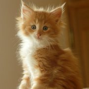 Xanthic, 7 weeks
