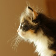 Xarina, 7 weeks