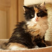 Xarina, 7 weeks