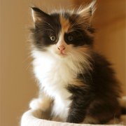 Xarina, 7 weeks