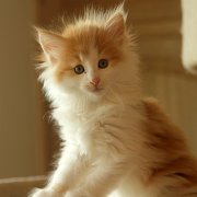 Xolotl, 7 weeks