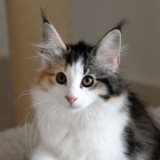 Zora, 12 semaines