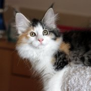 Zora, 12 semaines