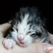 Zoltan, 1 jour