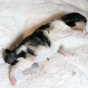 Zora, 1 jour