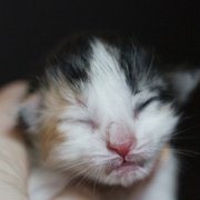 Zora, 1 jour