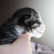 Zoltan, 1 semaine
