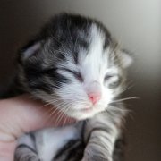 Zoltan, 1 semaine