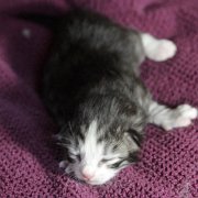 Zoltan, 1 semaine