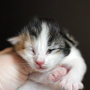 Zora, 1 semaine