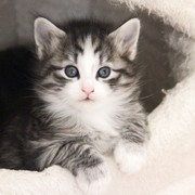 Zoltan, 4,5 semaines
