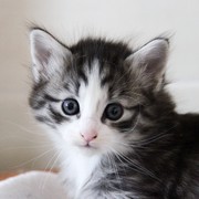 Zoltan, 4,5 semaines