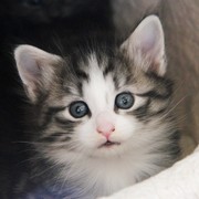 Zoltan, 4,5 semaines