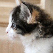 Zora, 4,5 semaines