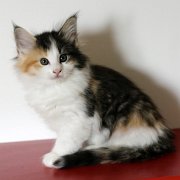 Zora, 7 semaines