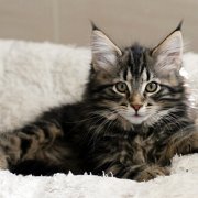Yavana, 11 weeks