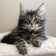 Yavana, 11 weeks