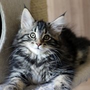 Yavana, 11 weeks