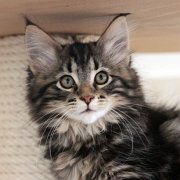 Yavana, 11 weeks