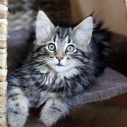 Yavana, 11 weeks