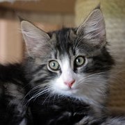 Yucatan, 11 weeks