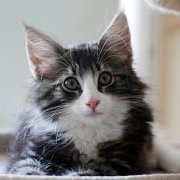 Yucatan, 11 weeks