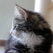 Yucatan, 11 weeks