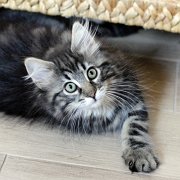 Yuma, 11 weeks