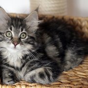 Yuma, 11 weeks