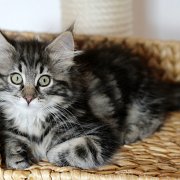 Yuma, 11 weeks