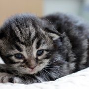 Yuma, 2 weeks