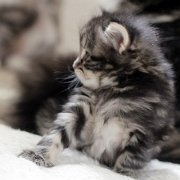 Yukin, 4 weeks