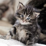 Yukin, 4 weeks
