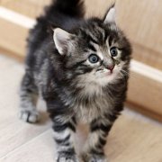 Yuma, 4 weeks