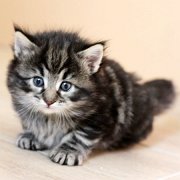 Yuma, 4 weeks