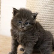 Yumiko, 4 weeks