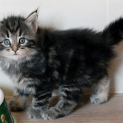 Yukin, 5 weeks