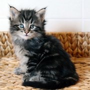 Yukin, 5 weeks